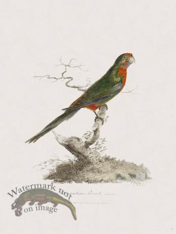 14 New Holland Caffowary